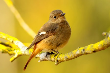 short-beaked brown bird on tree branch photo