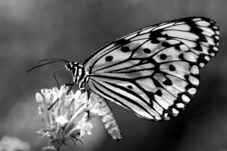 Black and white photo of a butterfly on a flower. photo