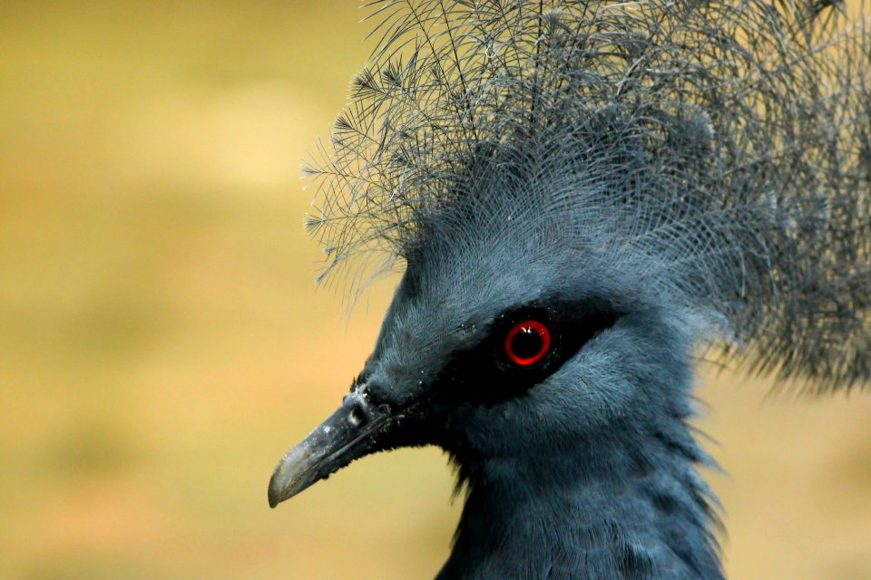 Animal, Nature, Western crowned pigeon