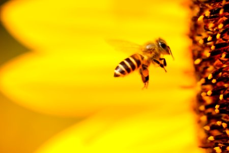 black and white honey bee hovering near yellow flower in closeup photography photo