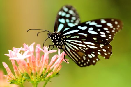A black and white butterfly on a pink flower. photo