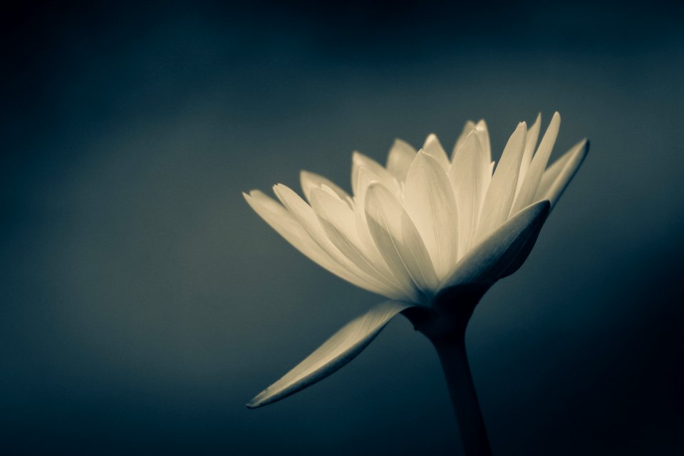 Taiwan, Kaohsiung city, Flowernature