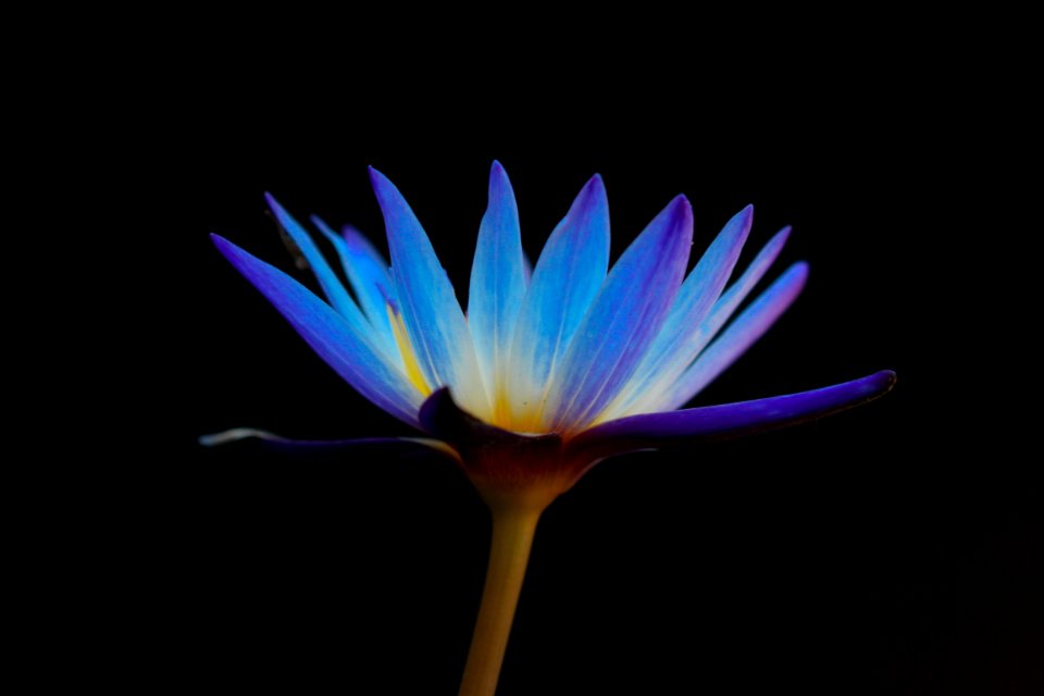 purple and blue flower