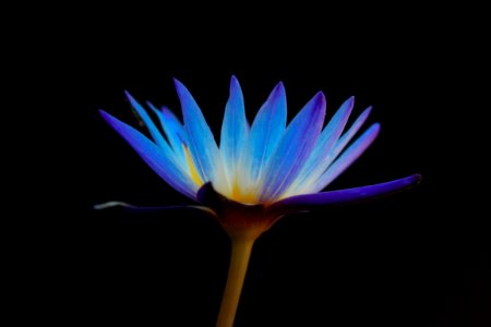 purple and blue flower