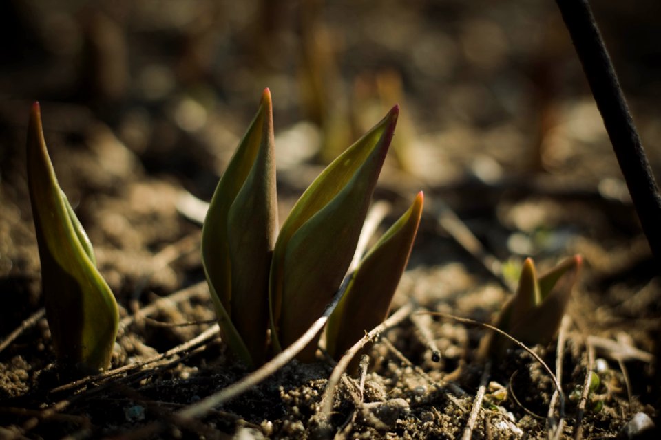 Holl, United states, Plant