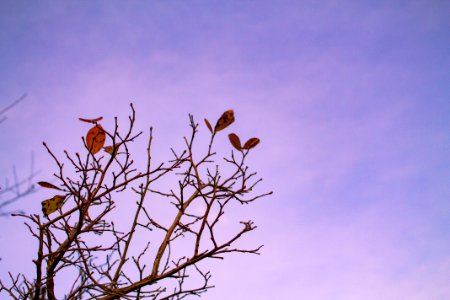 Tree, Autumn, Purple