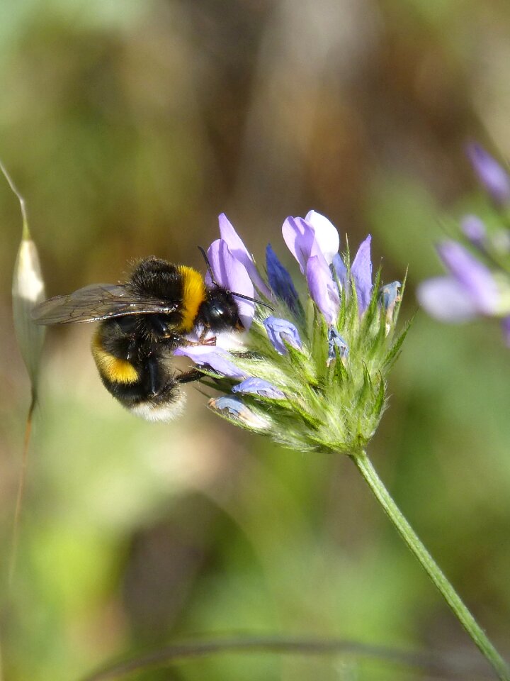 Wild flower detail bombus terrestris