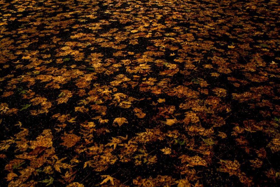 Holl, United states, Leaf
