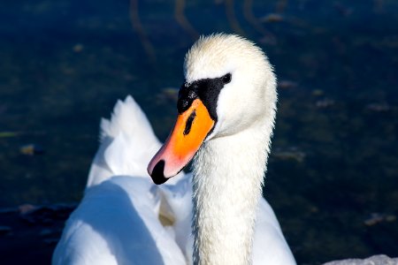 White swan, Beak, Swan neck photo