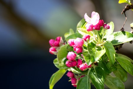 Efflorescence, Blossom, Spring