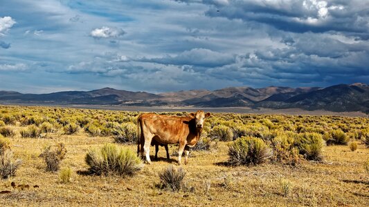Blue sky desert cow photo