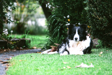Woolumbi farm, Tyabb, Australia
