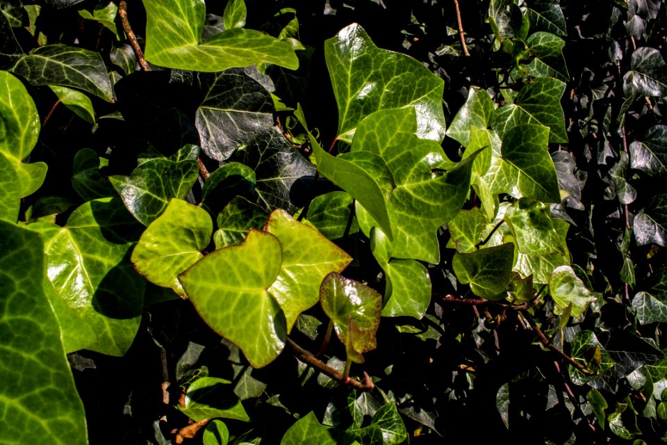 Morelia, Mexico, Organic