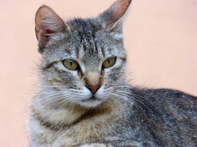 Feline pet brindle photo