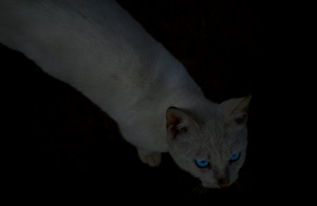 Dark, Blue eyes, Cat photo