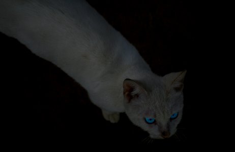 Dark, Blue eyes, Cat