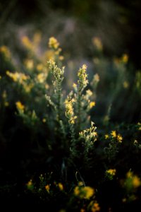 Lightroom, Orange county, Macro