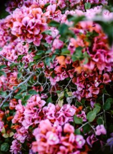 Trees, Bushes, Vibrant