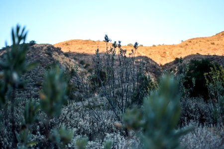 Black star canyon, United states, Wild flower