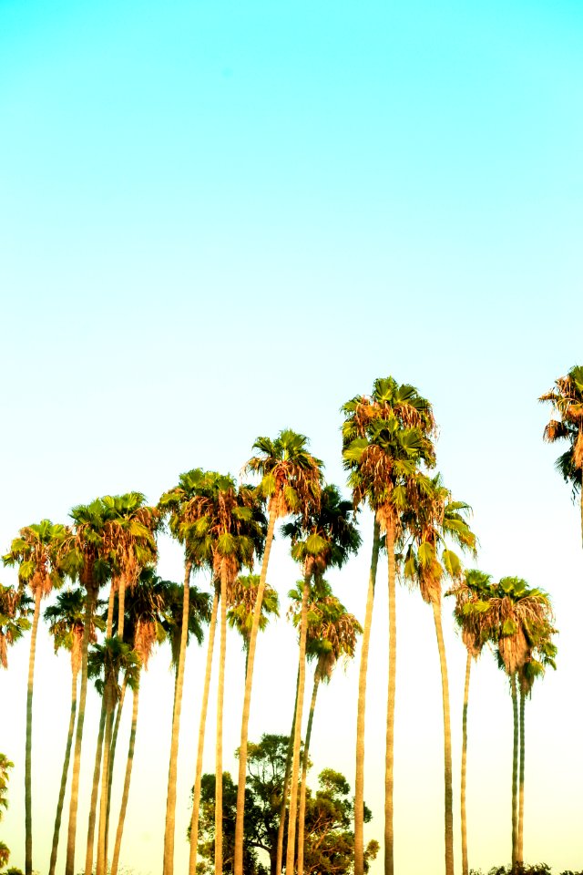 Dana point, United states, Beach