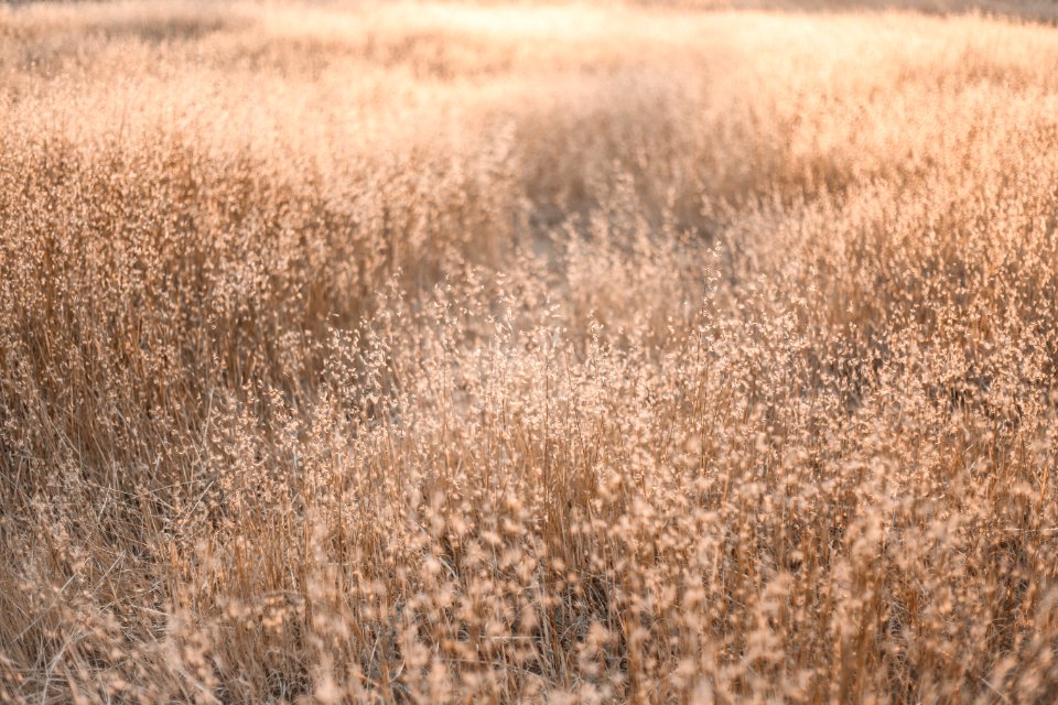 Irvine, United states, Golden hour