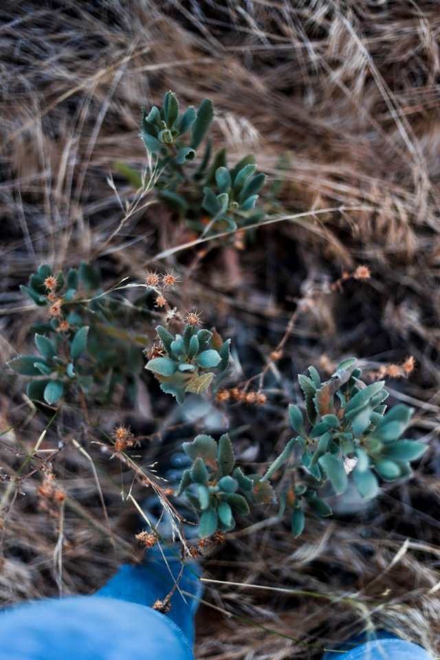 Black star canyon, United states, Succulents
