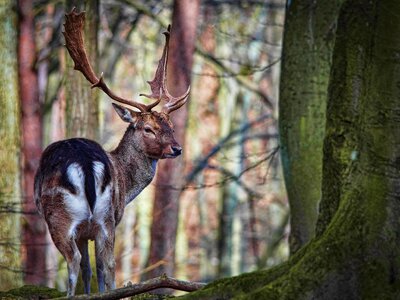 Mammal ungulates wild animals photo