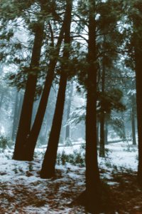 Lake arrowhead, United states, Scape