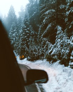 pine trees covered with snow photo