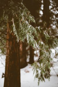 shallow focus photography of green trees during winter photo
