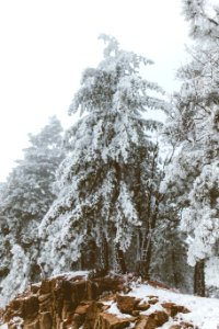 snow covered pine trees at daytime