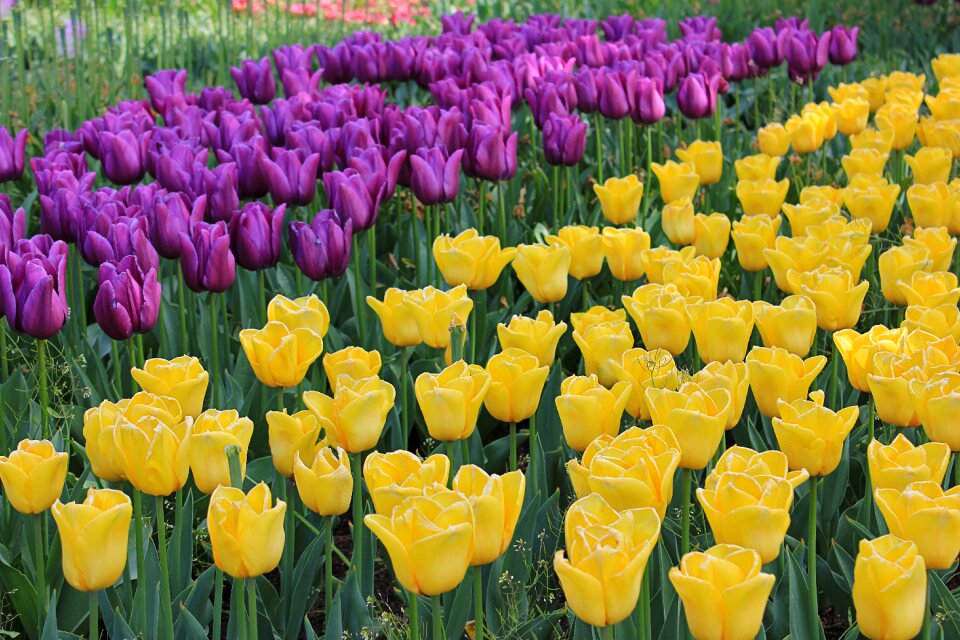 Nature yellow purple tulip