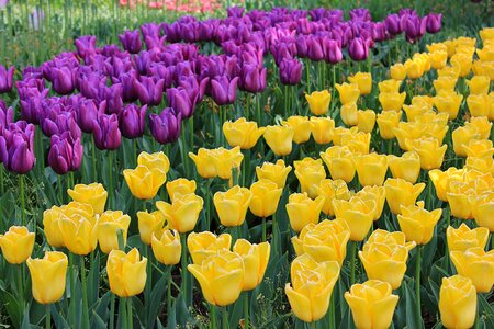 Nature yellow purple tulip photo