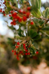 Tones, Adventure, Flower