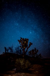 brown and green trees at night photo