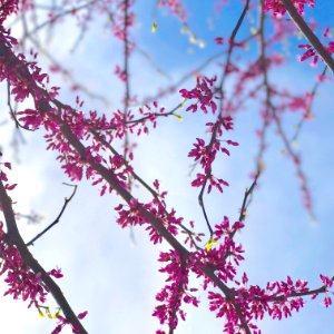 Clouds, Flowers, Sun