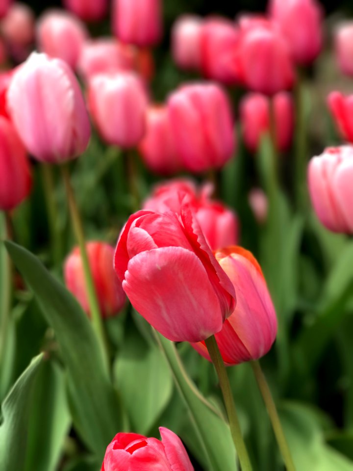 Nature, Tulips, Pink photo