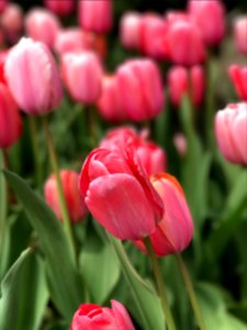 Nature, Tulips, Pink