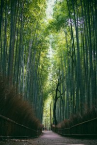 Arashiyama yoshimura, Kytoshi, Japan photo