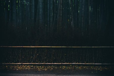 Bamboo, Trees, Dark photo