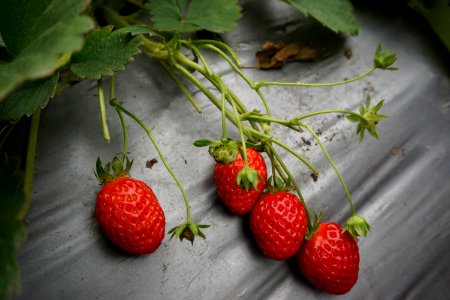 Sweet, Strawberry, Fruit
