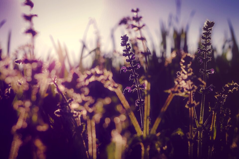 Flowers lavender nature