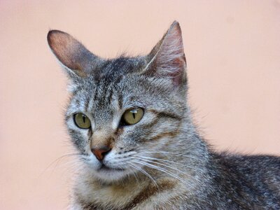 Brindle gata green eyes photo