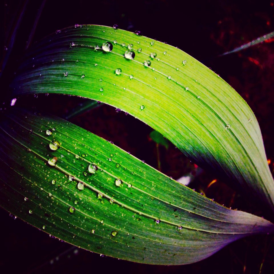 Plants, Nature, Green