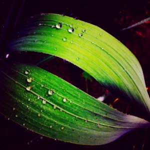 Plants, Nature, Green