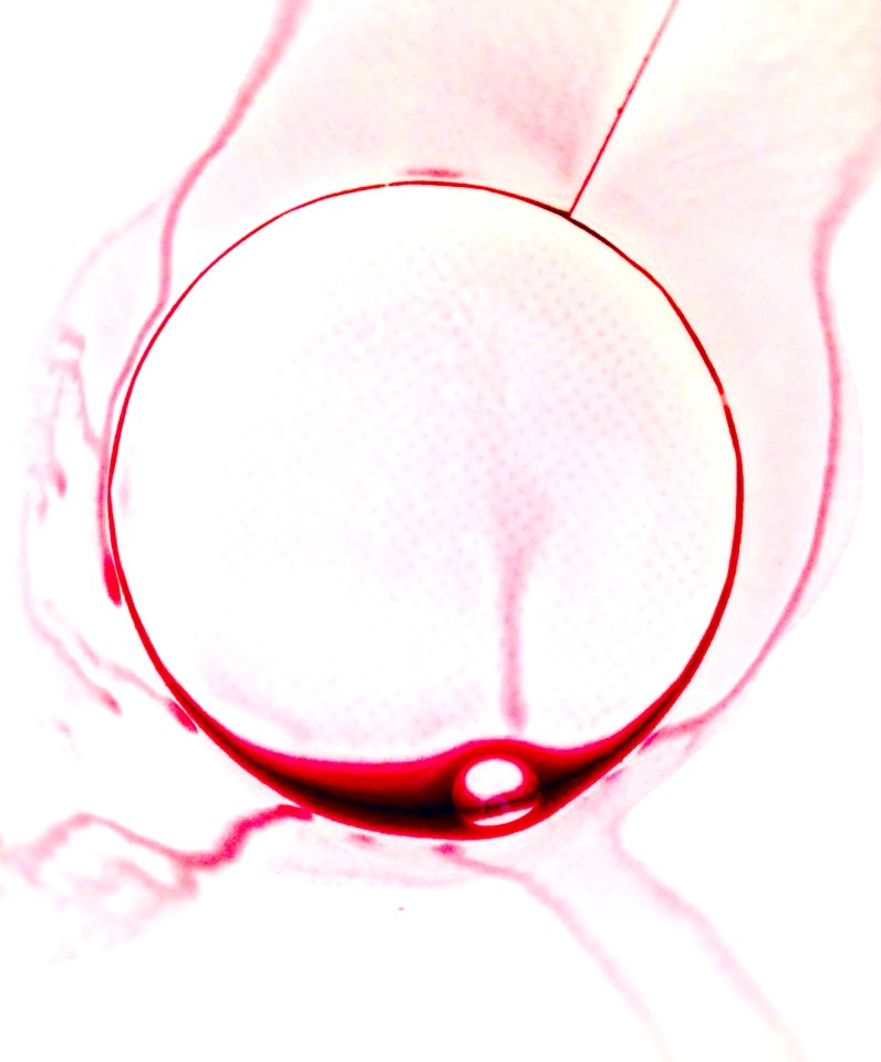 Glass, Redwine, Wine