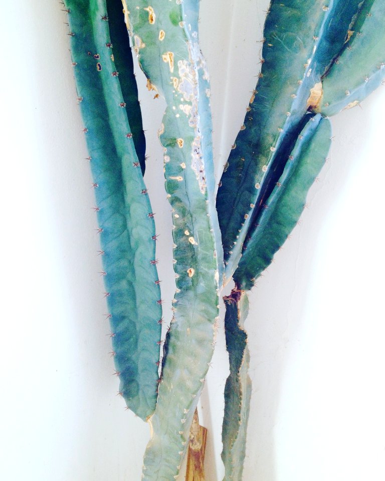 Places, Plants, Cacti