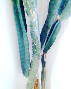 Places, Plants, Cacti