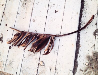 Winter, Seaside, Palmleaf