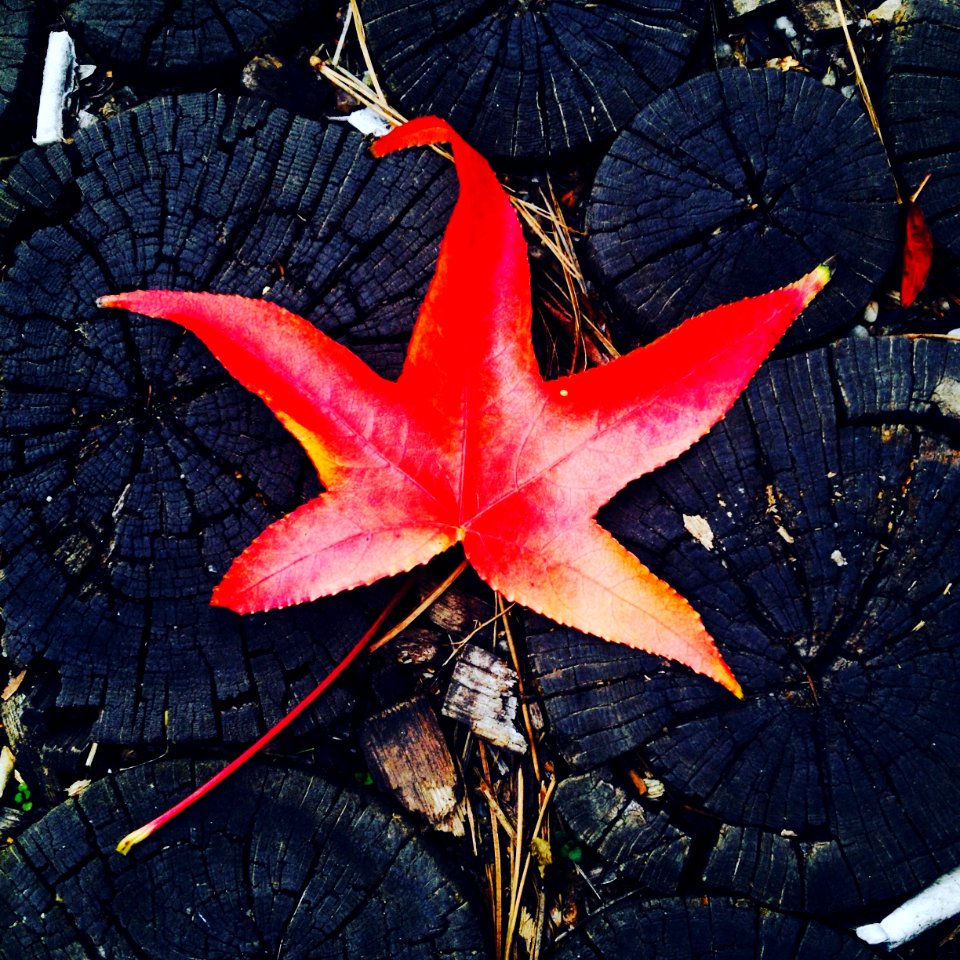 Nature, Autumn, Red